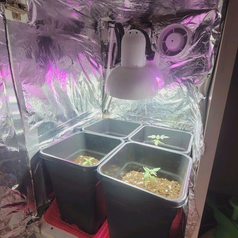 Female ♀️🤞🏻 growlog timeline photo