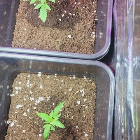 Female ♀️🤞🏻 growlog timeline photo