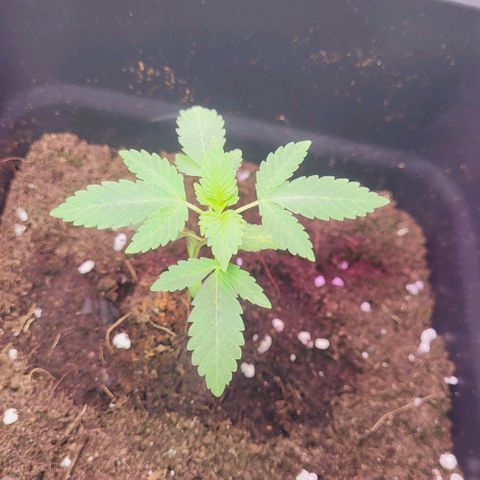 Female ♀️🤞🏻 growlog timeline photo