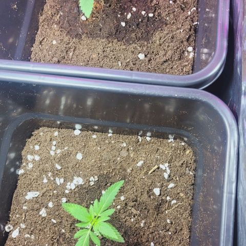 Female ♀️🤞🏻 growlog timeline photo