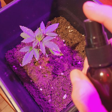 Female ♀️🤞🏻 growlog timeline photo