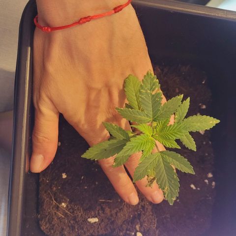 Female ♀️🤞🏻 growlog photo: Mejora con aceite de nem+jabón potasico 