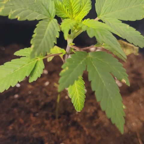 Female ♀️🤞🏻 growlog photo: Mejora con aceite de nem+jabón potasico 