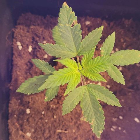 Female ♀️🤞🏻 growlog photo: Mejora con aceite de nem+jabón potasico 