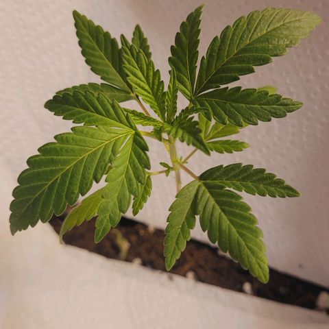 Female ♀️🤞🏻 growlog timeline photo