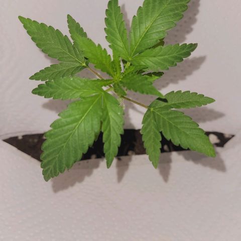 Female ♀️🤞🏻 growlog timeline photo