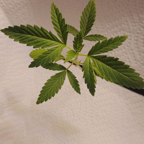 Female ♀️🤞🏻 growlog timeline photo