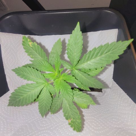 Female ♀️🤞🏻 growlog timeline photo