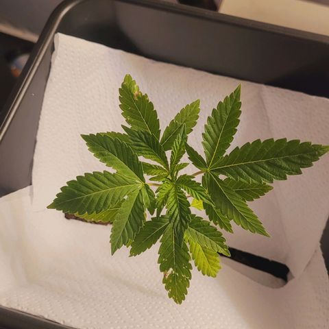 Female ♀️🤞🏻 growlog timeline photo