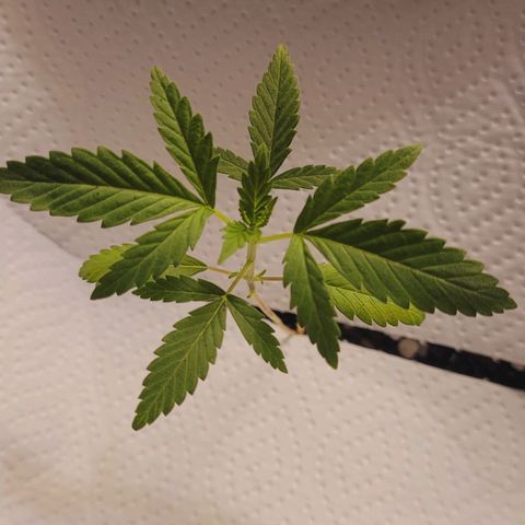 Female ♀️🤞🏻 growlog timeline photo