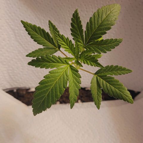 Female ♀️🤞🏻 growlog timeline photo