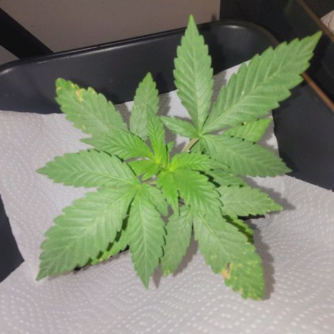 Female ♀️🤞🏻 growlog timeline photo