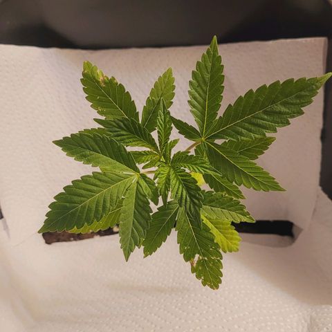 Female ♀️🤞🏻 growlog timeline photo