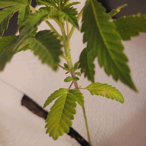 Female ♀️🤞🏻 growlog timeline photo