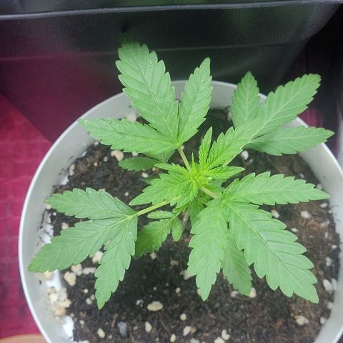 Female ♀️🤞🏻 growlog photo: Post nutrientes 