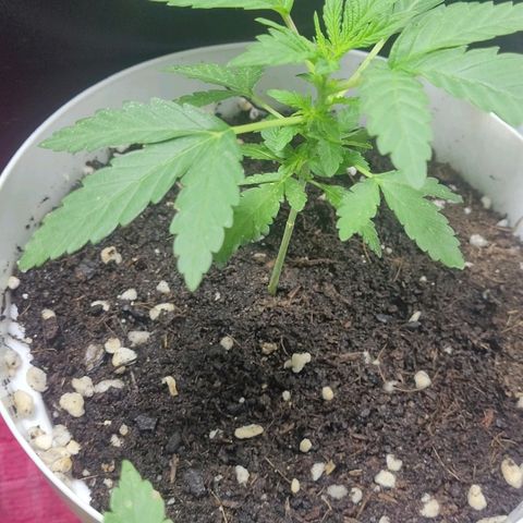 Female ♀️🤞🏻 growlog photo: Post nutrientes 