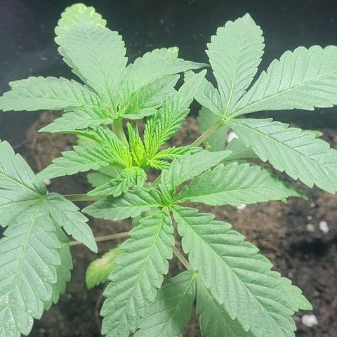 Female ♀️🤞🏻 growlog photo: Post nutrientes 