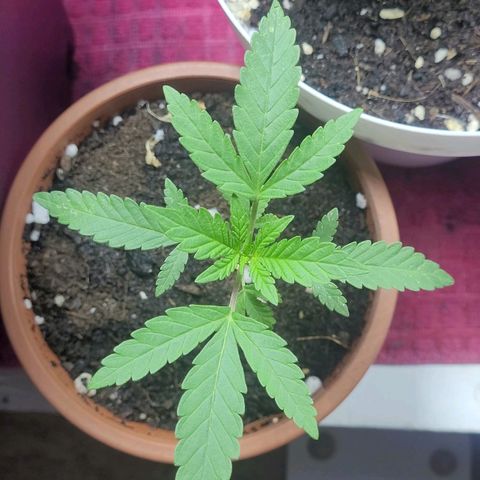 Female ♀️🤞🏻 growlog photo: Post nutrientes 