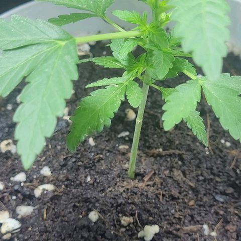 Female ♀️🤞🏻 growlog photo: Post nutrientes 