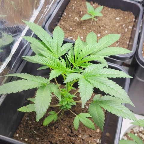 Female ♀️🤞🏻 growlog timeline photo