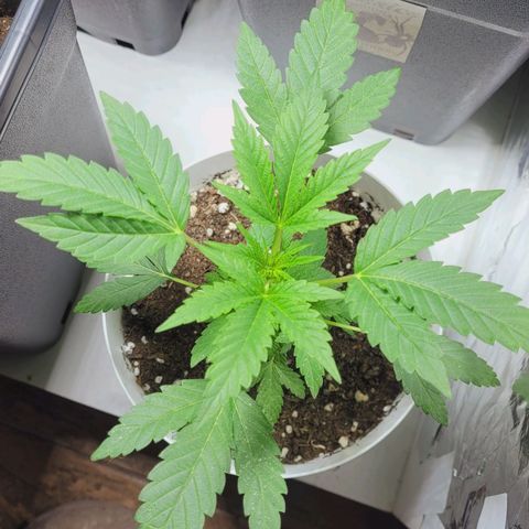 Female ♀️🤞🏻 growlog timeline photo