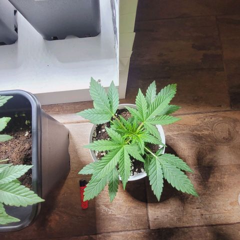 Female ♀️🤞🏻 growlog timeline photo