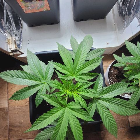 Female ♀️🤞🏻 growlog timeline photo