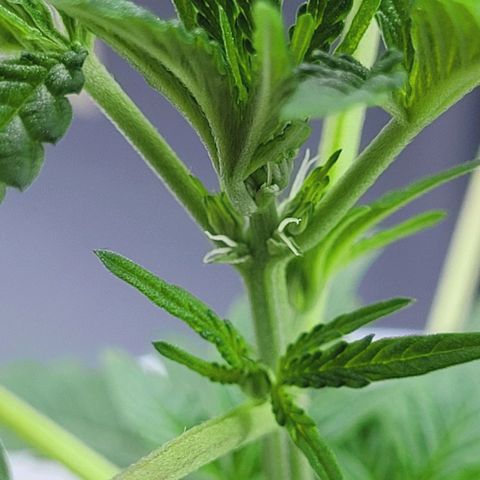 Female ♀️🤞🏻 growlog timeline photo
