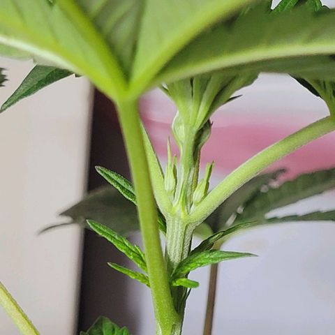 Female ♀️🤞🏻 growlog timeline photo