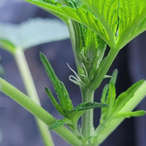 Female ♀️🤞🏻 growlog timeline photo