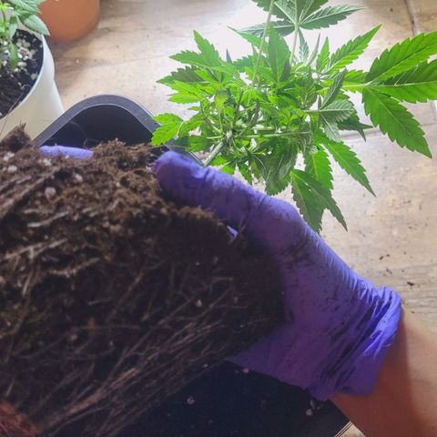Female ♀️🤞🏻 growlog timeline photo