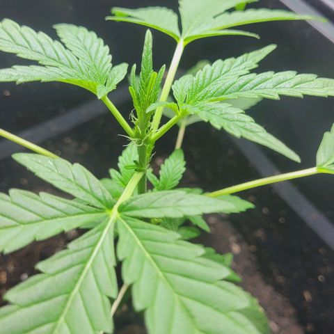 Female ♀️🤞🏻 growlog timeline photo