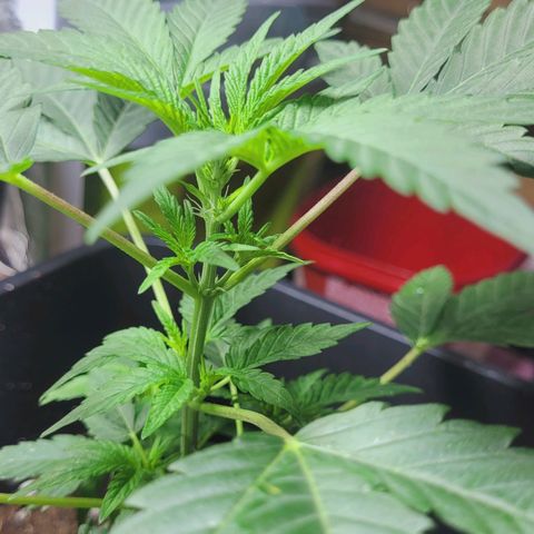 Female ♀️🤞🏻 growlog timeline photo