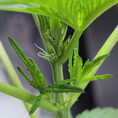 Female ♀️🤞🏻 growlog timeline photo