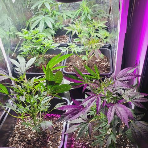 Female ♀️🤞🏻 growlog timeline photo