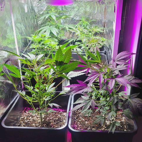 Female ♀️🤞🏻 growlog timeline photo