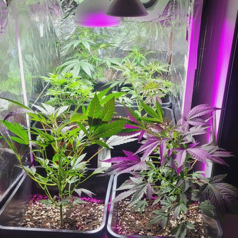 Female ♀️🤞🏻 growlog timeline photo