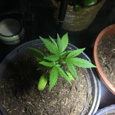 PuffWeed growlog photo: Début croissance 
