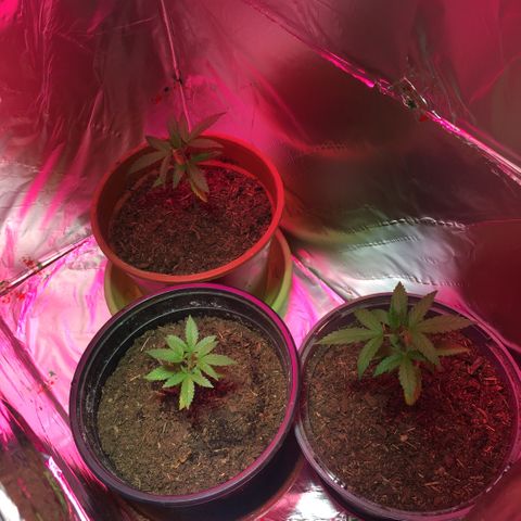 PuffWeed growlog photo: Mise en place de parois refléchissantes, ajout d’un panneau led 100w, arrosage 