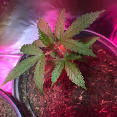 PuffWeed growlog photo: Mise en place de parois refléchissantes, ajout d’un panneau led 100w, arrosage 