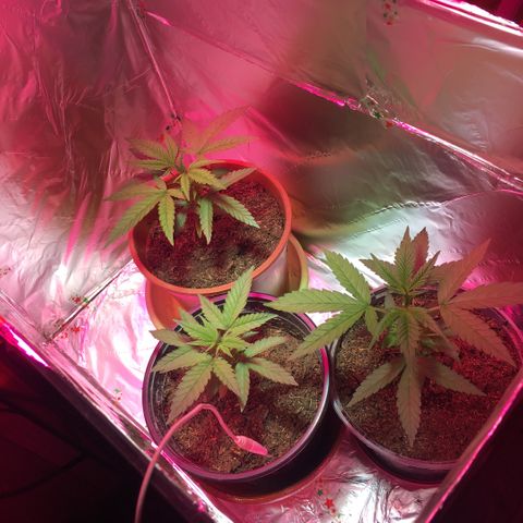 PuffWeed growlog timeline photo