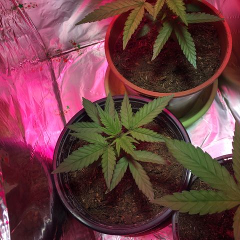 PuffWeed growlog timeline photo