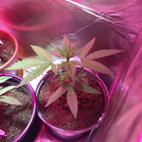 PuffWeed growlog timeline photo