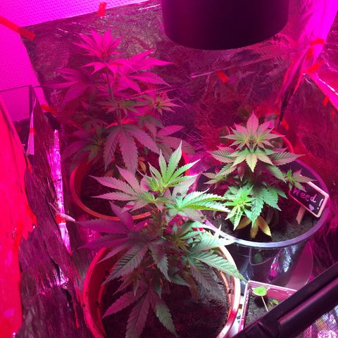 PuffWeed growlog timeline photo