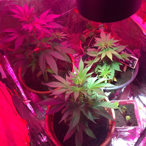PuffWeed growlog timeline photo