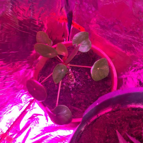 PuffWeed growlog timeline photo