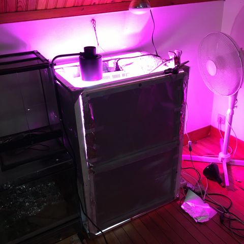 PuffWeed growlog timeline photo
