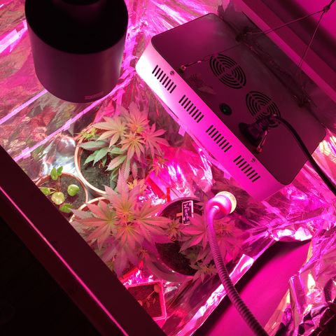 PuffWeed growlog timeline photo