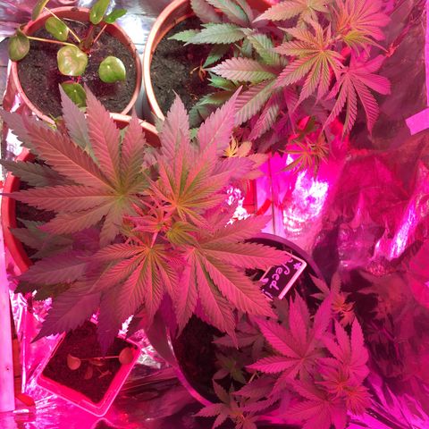 PuffWeed growlog timeline photo
