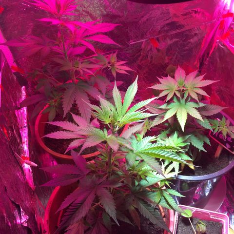 PuffWeed growlog timeline photo